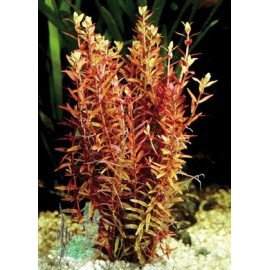 Rotala indica (Rotala rotundifolia) TEK DAL