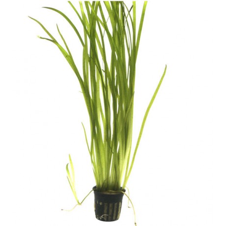 Vallisneria spiralis BUKET