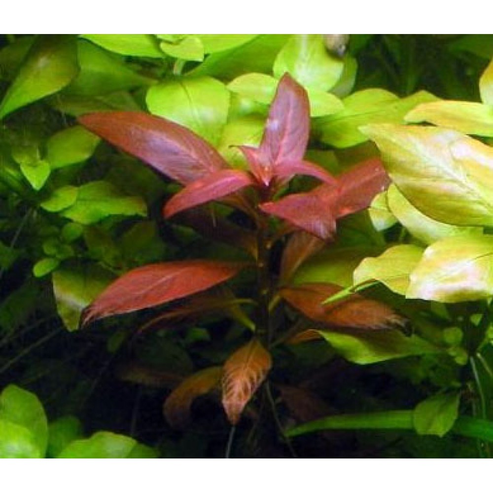 Ludwigia Peruensis