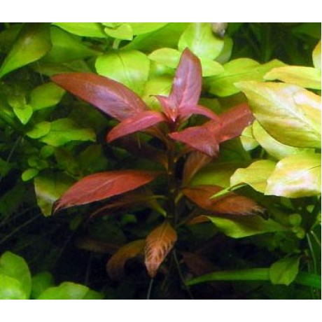 Ludwigia Peruensis