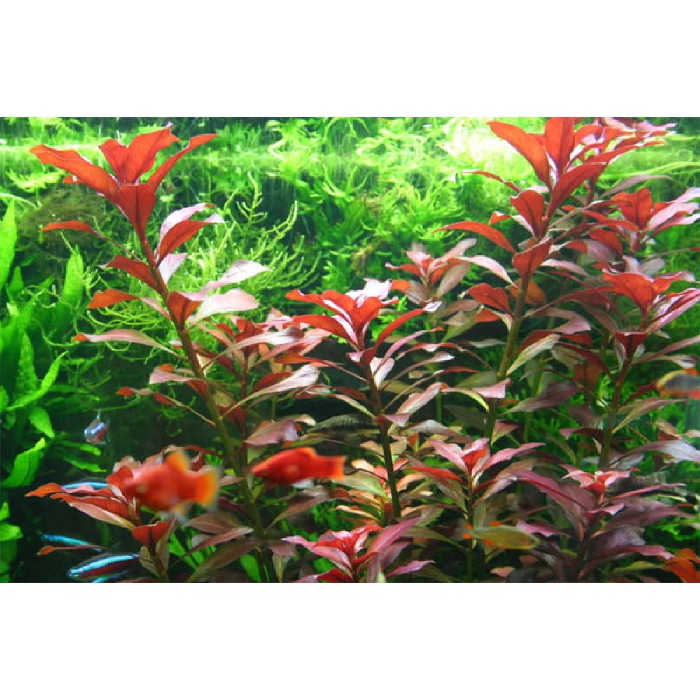 Ludwigia Peruensis