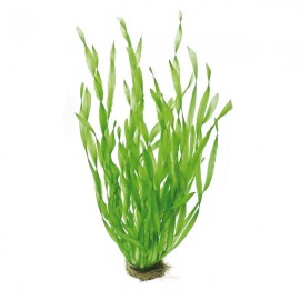 Vallisneria contortionist (twisted) BUKET